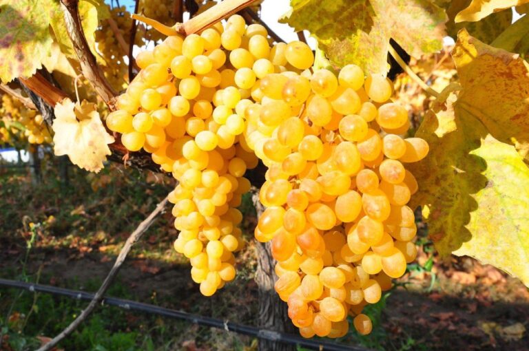 ahmet hakan erdogana seslendi 20 liraya uzum mu satilir itqiUTQX