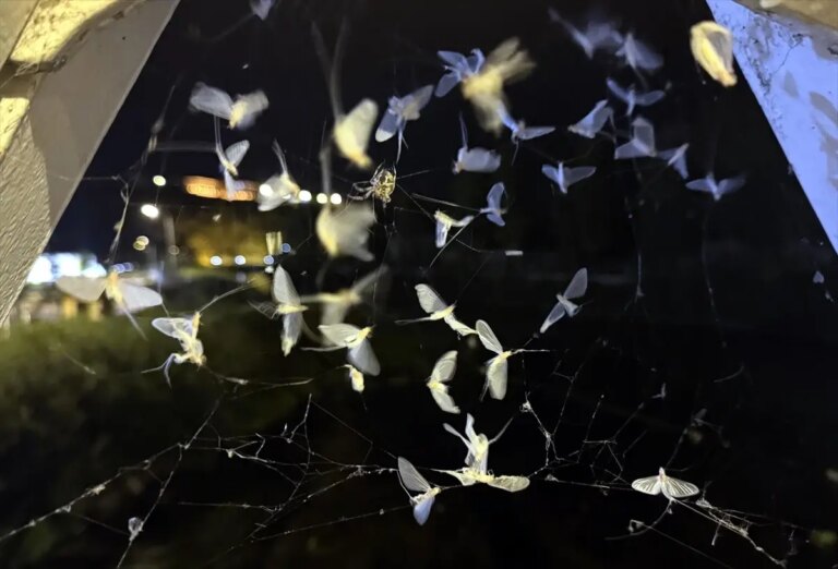 ardahanda orumcek avlanirken goruntulendi 9URODFAF