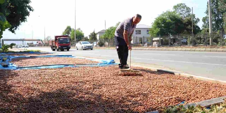 hasat sonrasi cuval cuval topladilar kaldirimlarda kurutuyorlar ZskMTve3