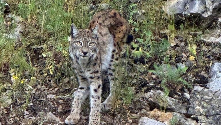 hayvanat bahcesinden tepki ceken cagri evcil hayvanlarinizi yirticilarimiza yem icin bagislayin ZZkTEx8m