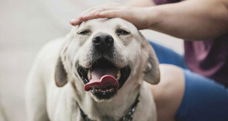 1 ocakta basliyor kopekler icin gunluk vergi uygulanacak xukzZNvA