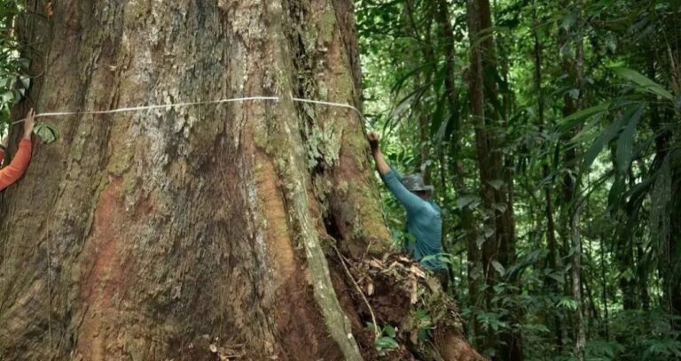 degisen havalar dengeyi bozdu dev gibi oldular buyumesi durmuyor 8OfglnwE