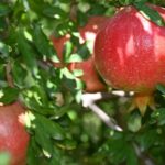 denizlide nar hasadi basladi qAMEaJCQ