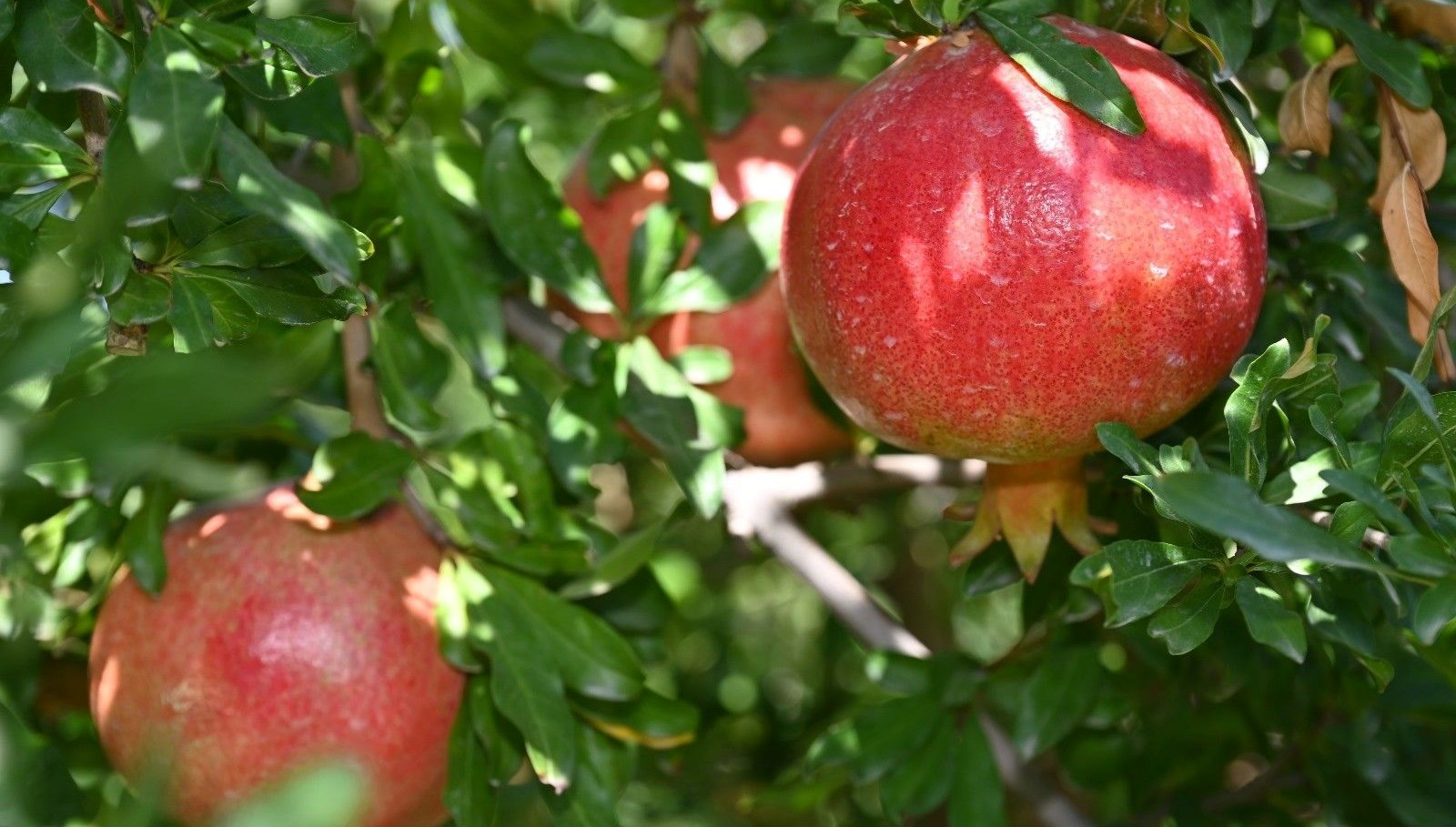 denizlide nar hasadi basladi qAMEaJCQ