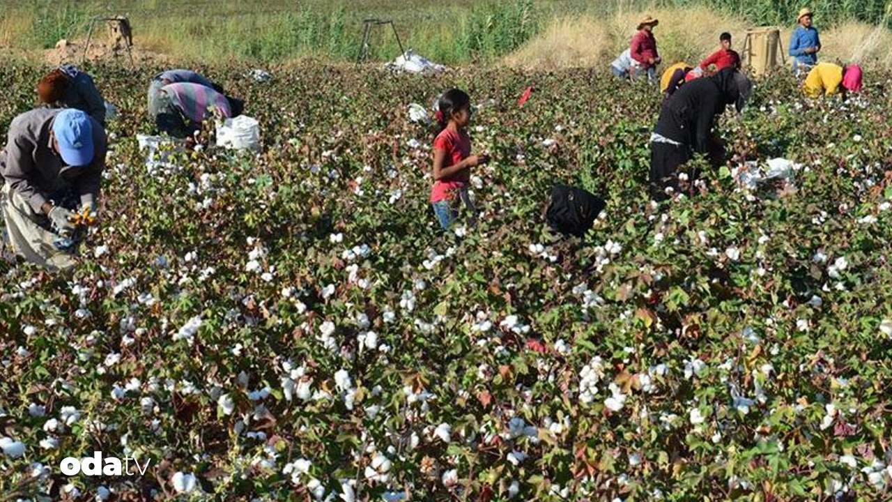 turkiye urettiginden daha fazla pamuk ithal ediyor XLlHvn5K