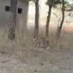 karsta tilkiler yerlesim yerlerinde cirit atiyor AqkTJhVY