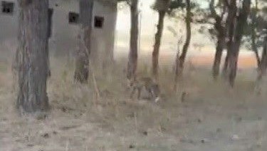 karsta tilkiler yerlesim yerlerinde cirit atiyor AqkTJhVY