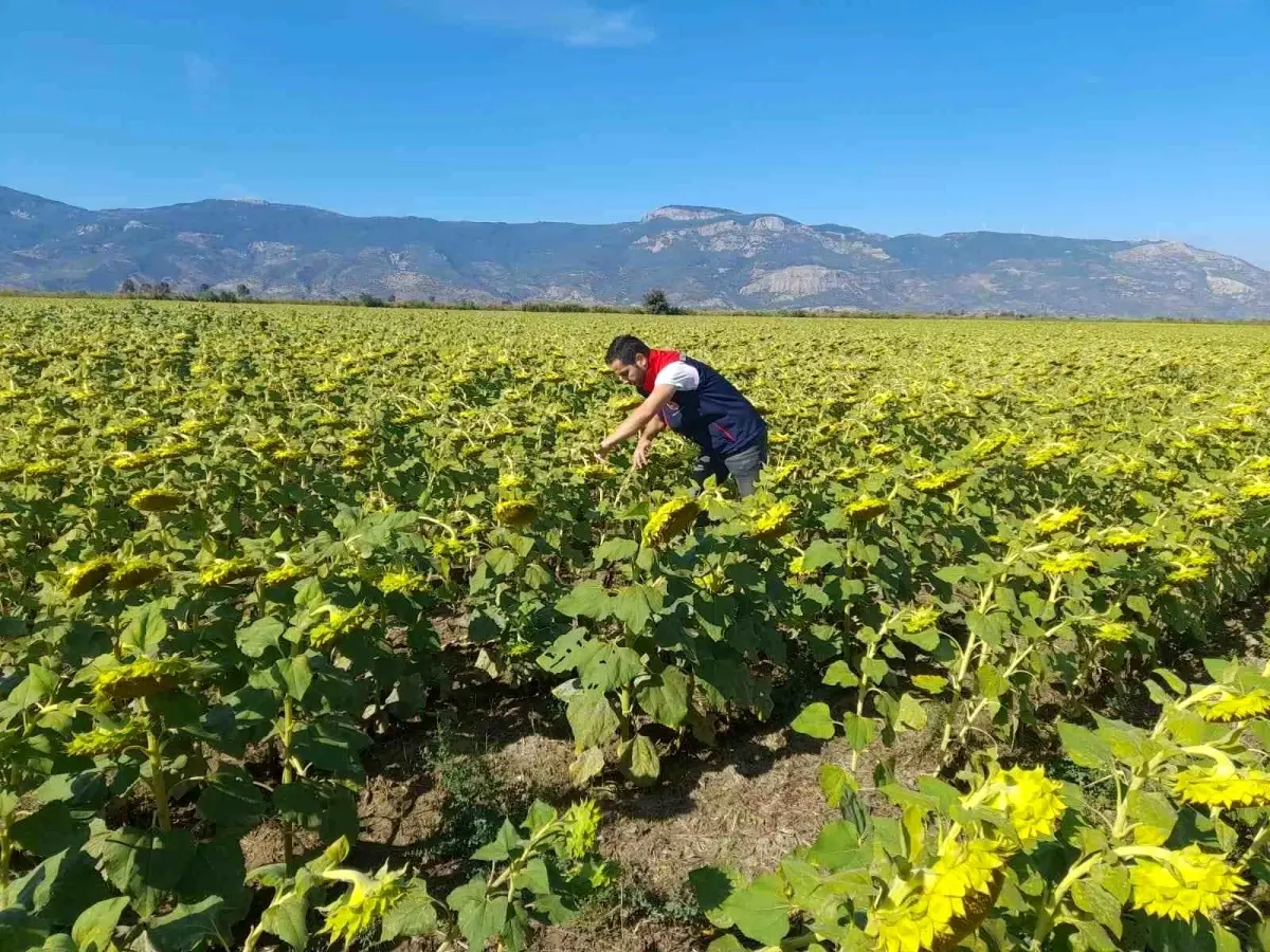soke tarim mudurlugu 2025 desteklemeleri icin pamuk ve aycicegi saha calismalari yuruttu UOYm5TlQ.jpg