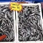 akcakoca balikci barinagi baskanindan taze balik uyarisi ypJWQ4N9.jpg