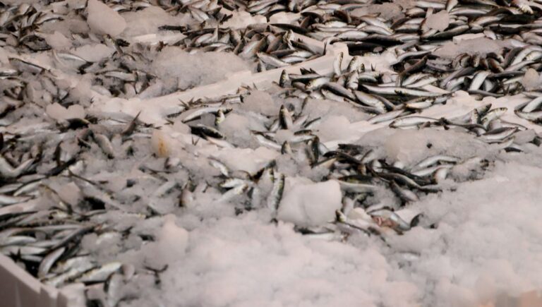 hamsi ve sardalya bollugu balikcilarin yuzunu guldurdu X1DiD9h6.jpg