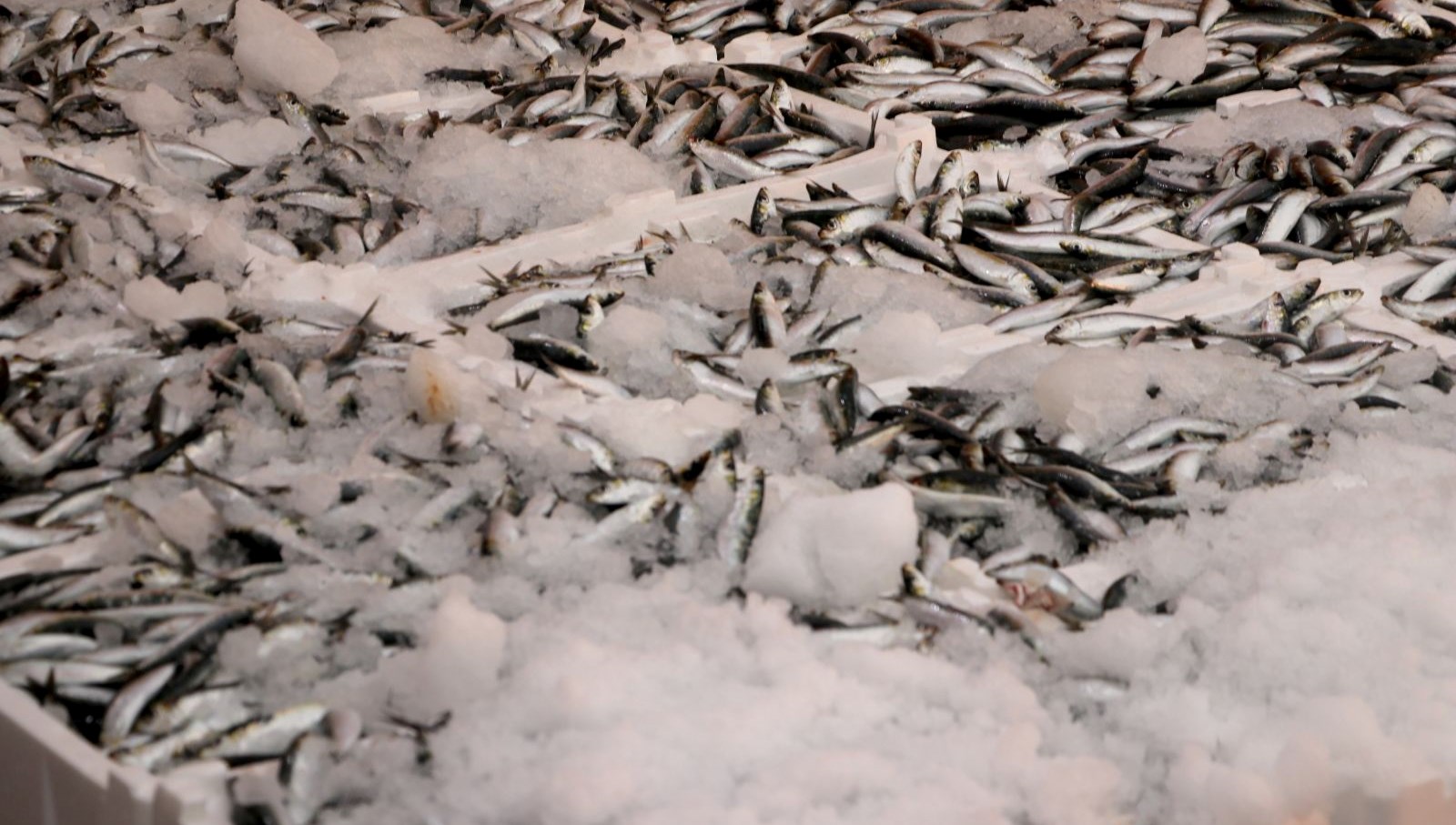 hamsi ve sardalya bollugu balikcilarin yuzunu guldurdu X1DiD9h6.jpg