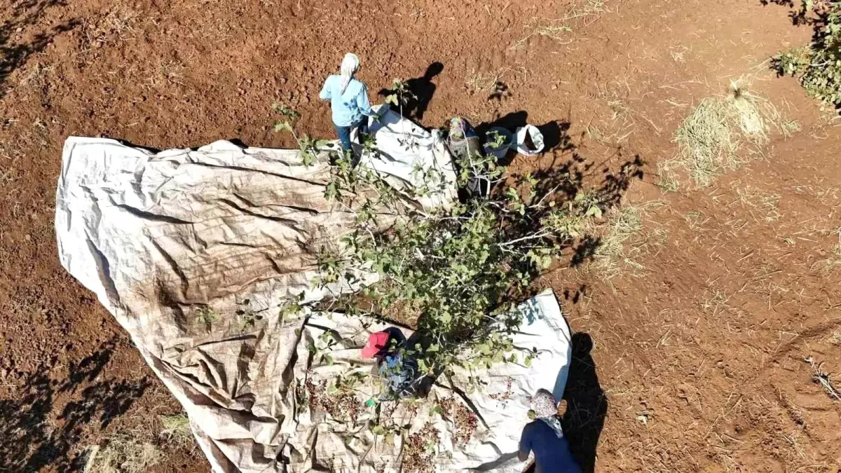 idilde fistik hasadi bereket getirdi 2WVqwbZG.jpg