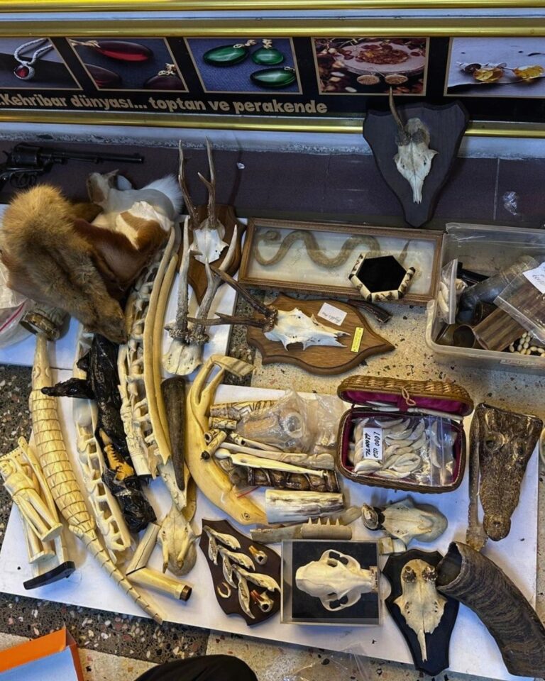 istanbulda-yasa-disi-yaban-hayati-urunlerine-el-konuldu-Ss15hg6p.jpg