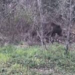 Ovacık’ta Yaban Hayatı Kamerada: Ayı, Domuz ve Gelincik Görüntülendi