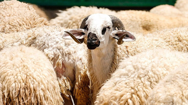 avrupadan-turkiyeye-online-kurban-bagisi-nasil-yapilir-R799mMjS