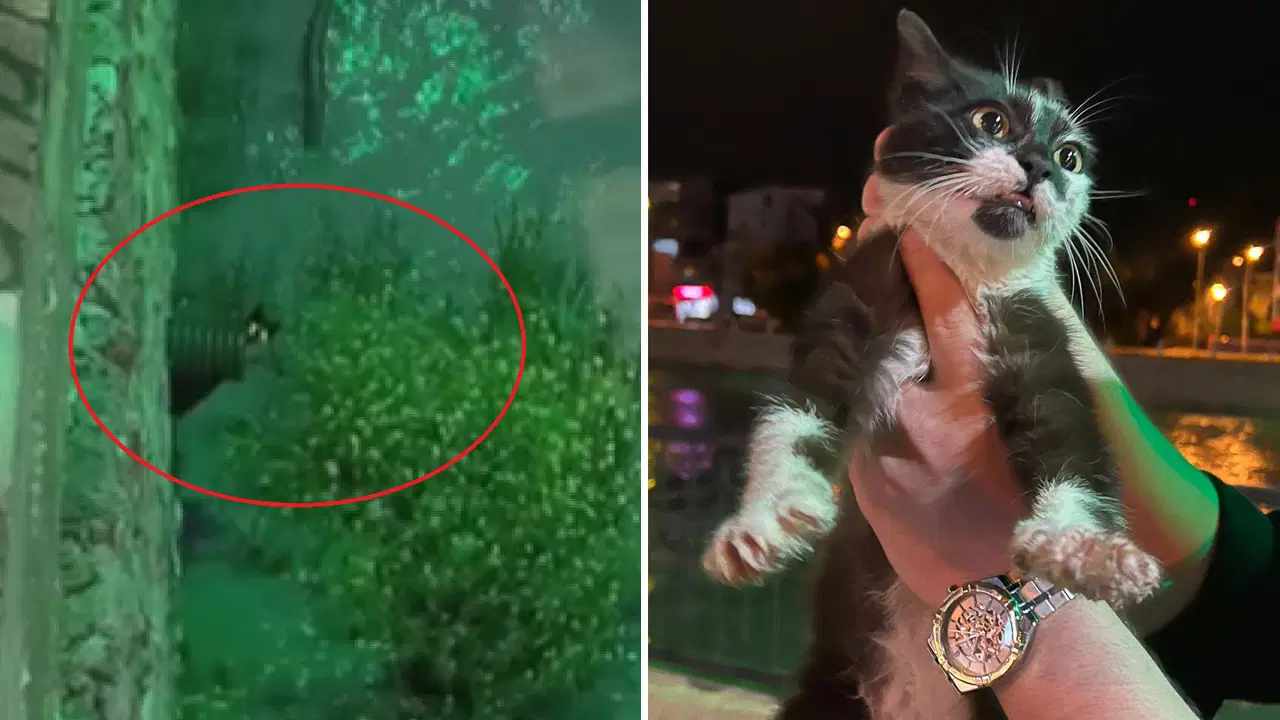 ozel-duzenek-kuruldu-yesilirmak-kiyisinda-mahsur-kalan-kedi-kurtarildi-pAq6dHJ3